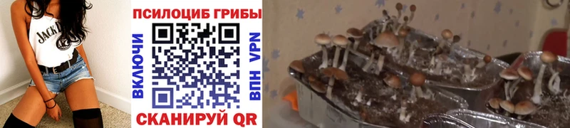 Купить где Шлиссельбург Галлюциногенные грибы Psilocybine cubensis